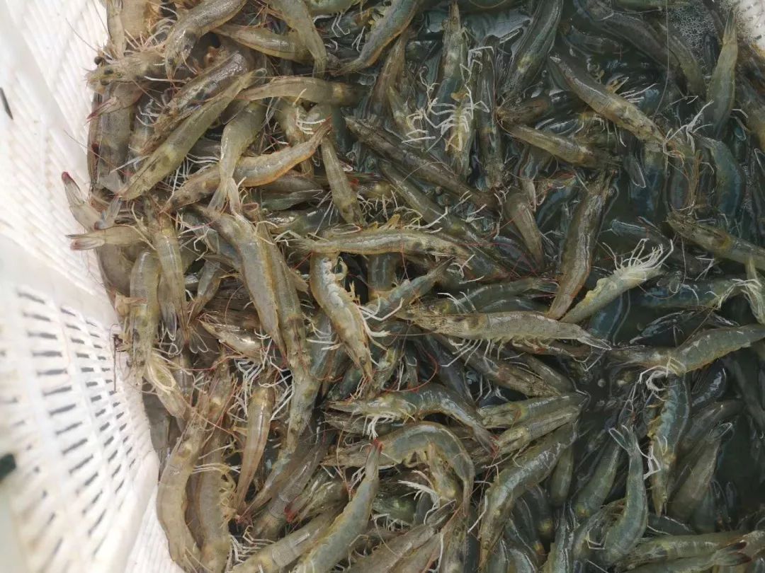 養蝦覓 (1).jpg