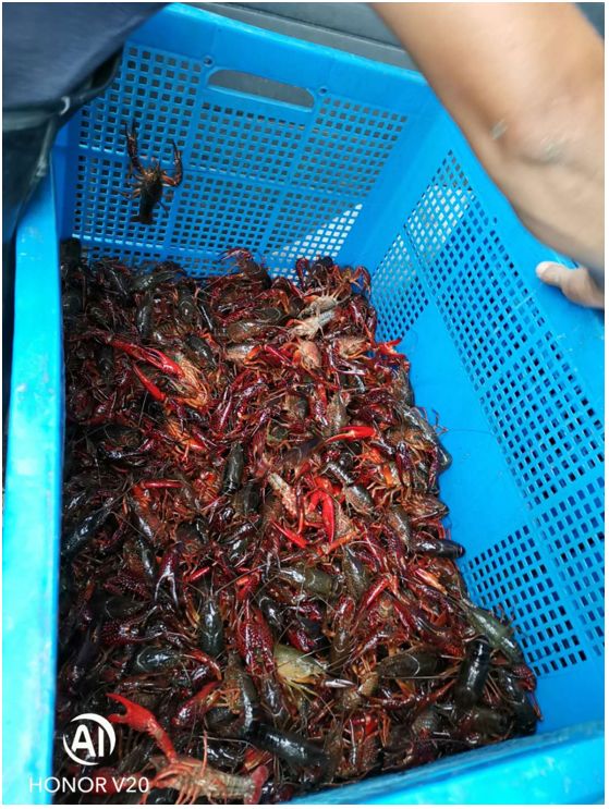 轉行養 (2).jpg