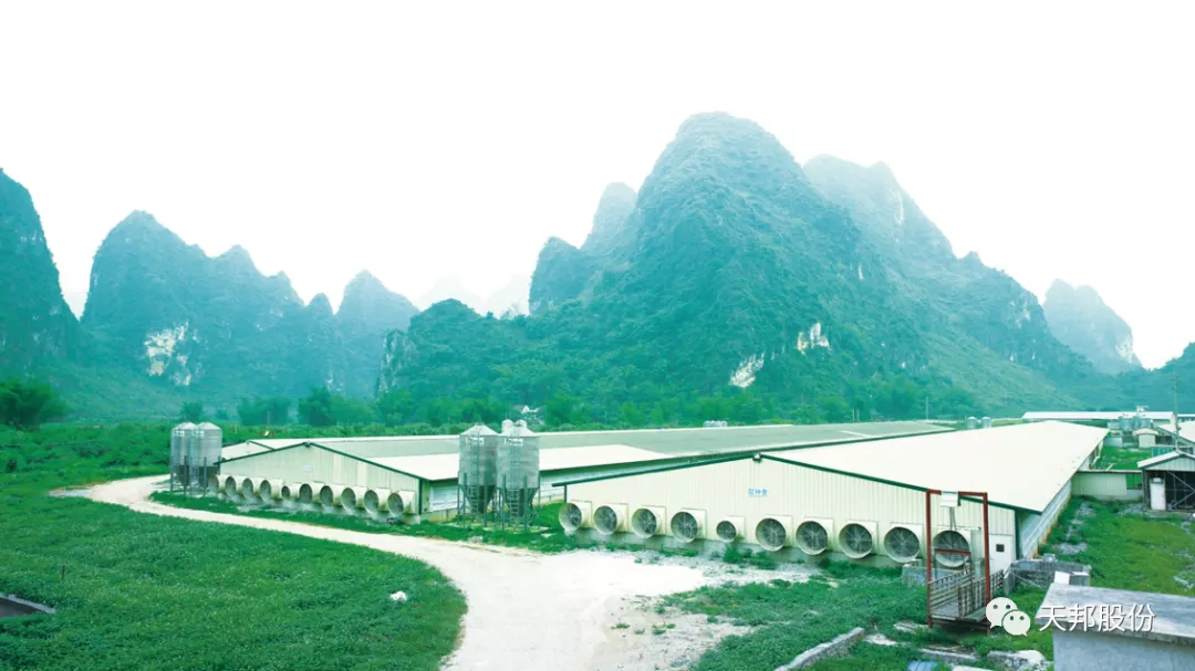 養豬也可以很美——天邦股份六也擴繁場(chǎng).png